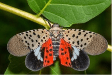 spotted lanternfly on a leaf